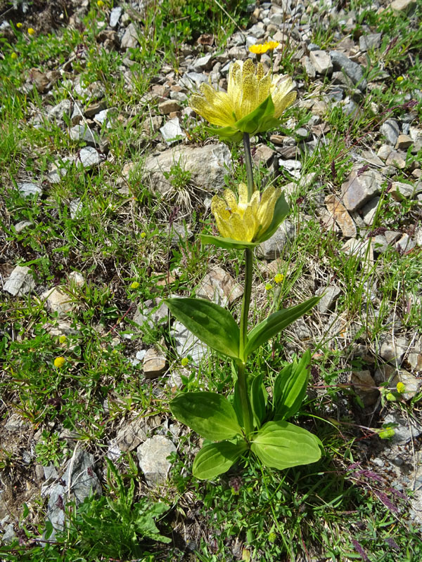 Gentiana punctata